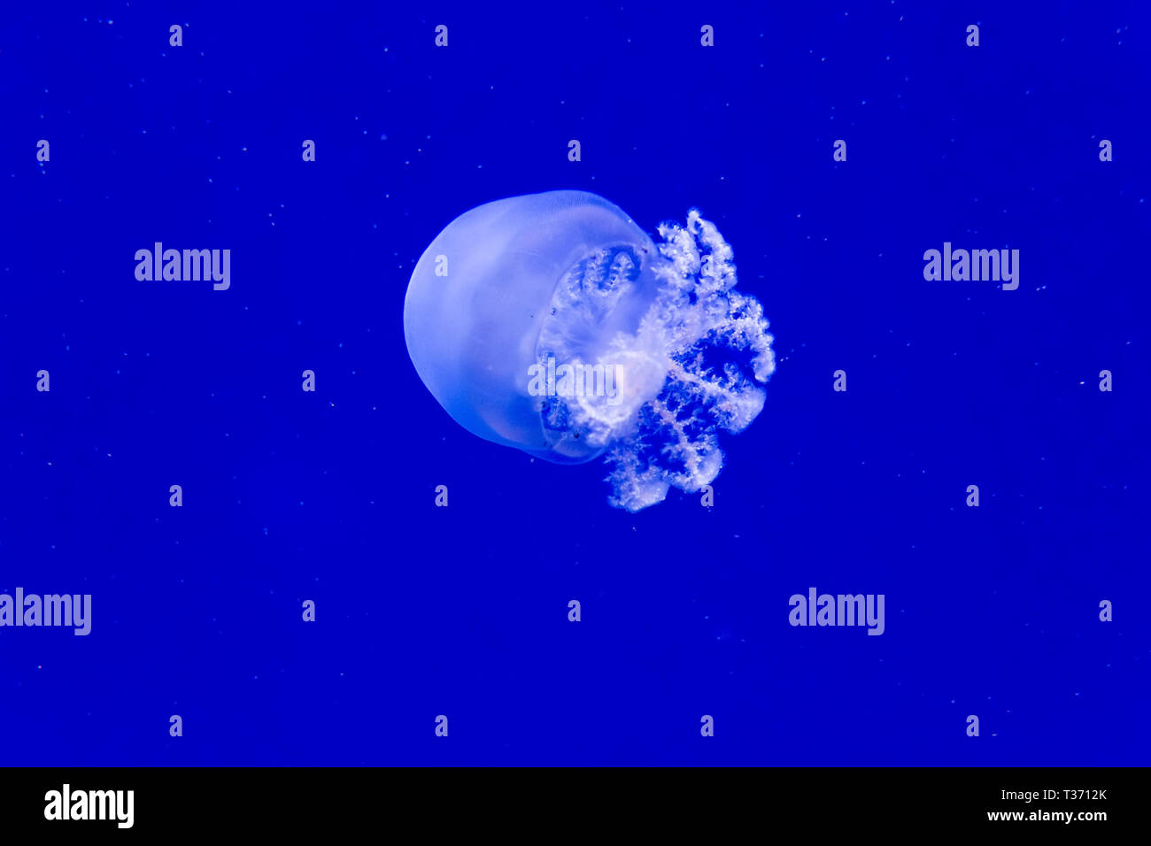 Cannonball jelly hires stock photography and images Alamy