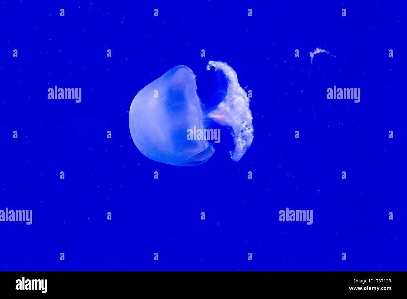 Cannonball swimming hires stock photography and images Alamy