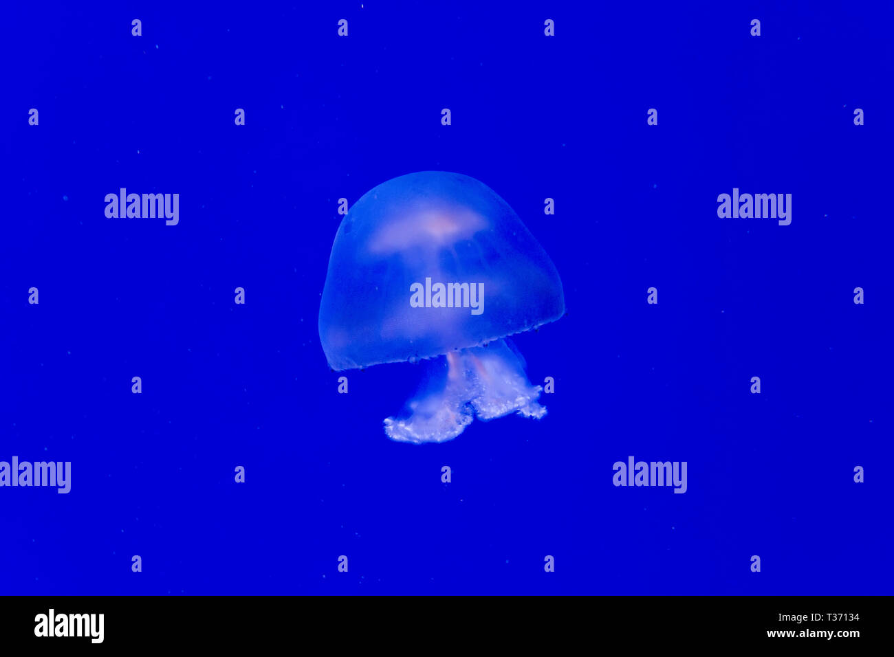 Cannonball jelly hires stock photography and images Alamy