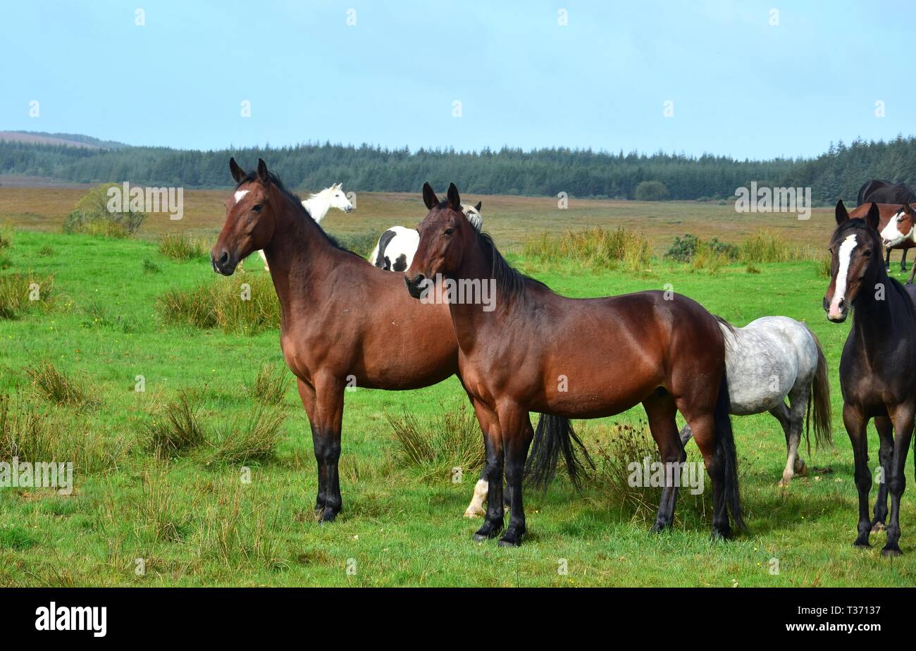 Horses on a meadow in Ireland. Two bay horses in front, looking attentively, other horses in the background. Irish landscape in the background. Stock Photo