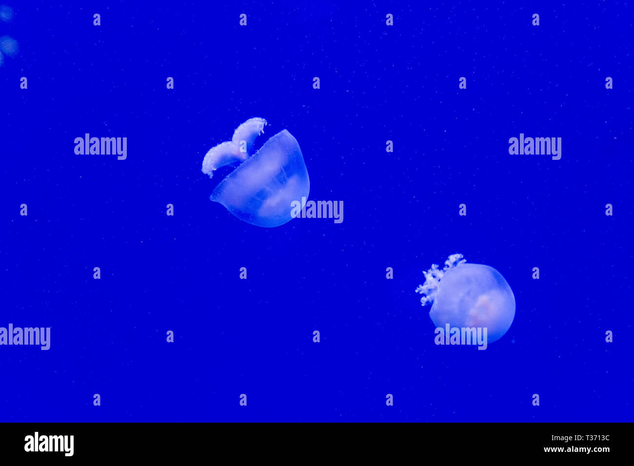 Cannonball swimming hires stock photography and images Alamy