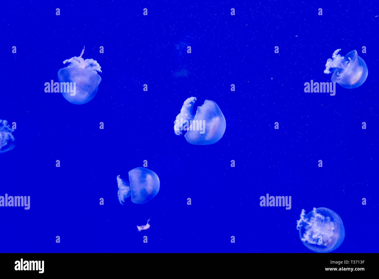 Cannonball jellyfish Stock Photo Alamy