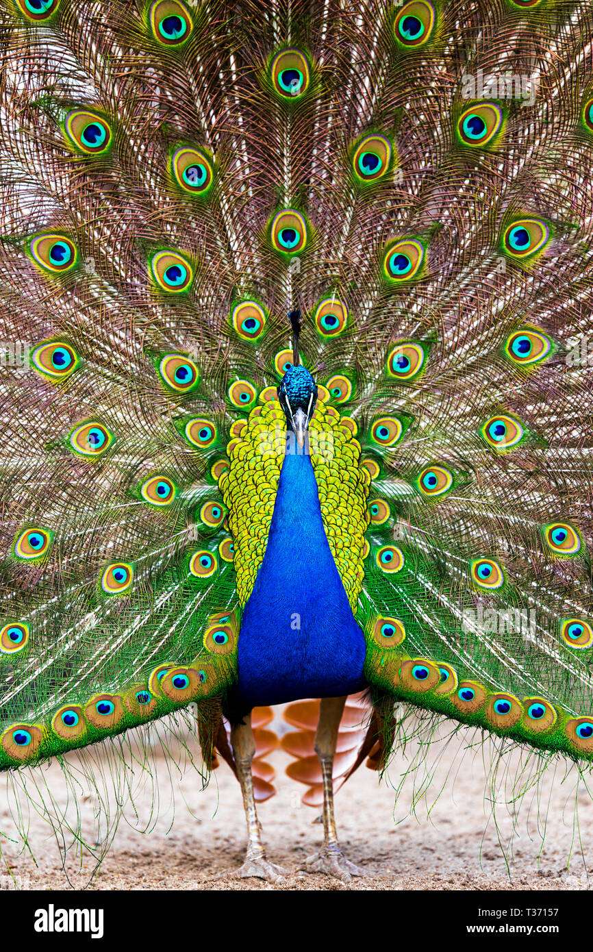 male peacocks