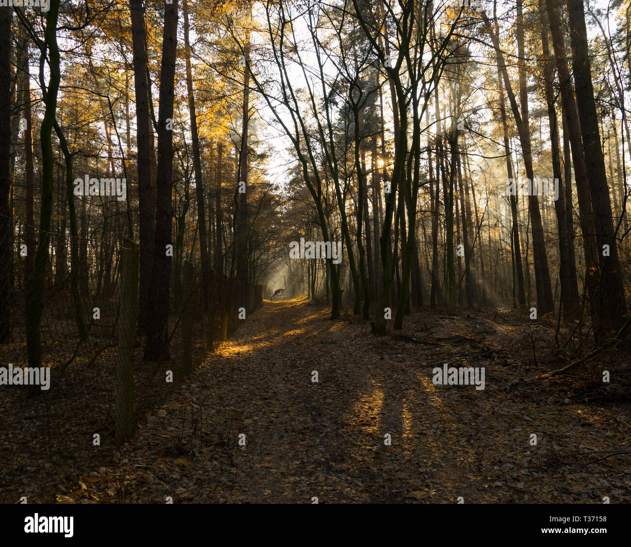 Foggy Forest and Sunrays Stock Photo - Alamy