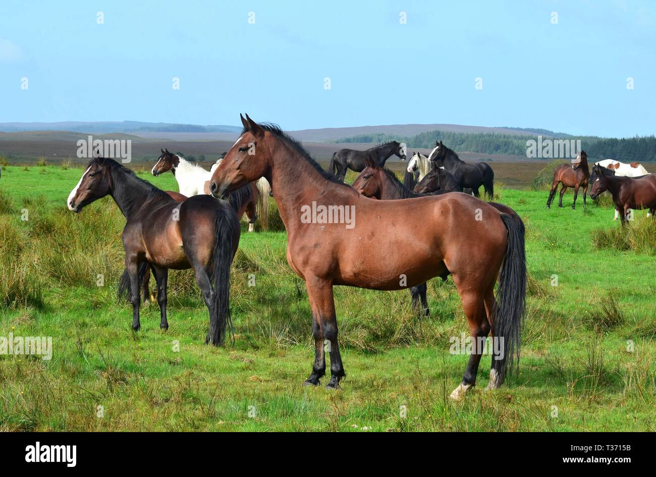 A herd of horses in Ireland. One bay horse standing in front. Most of the horses look attentively in the same direction. Stock Photo