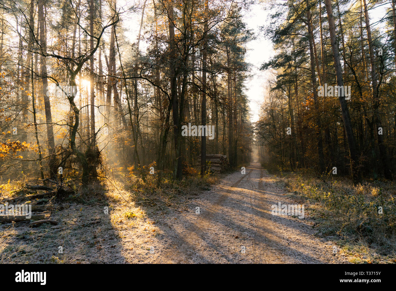 Sunbeam autumn forest hi-res stock photography and images - Alamy