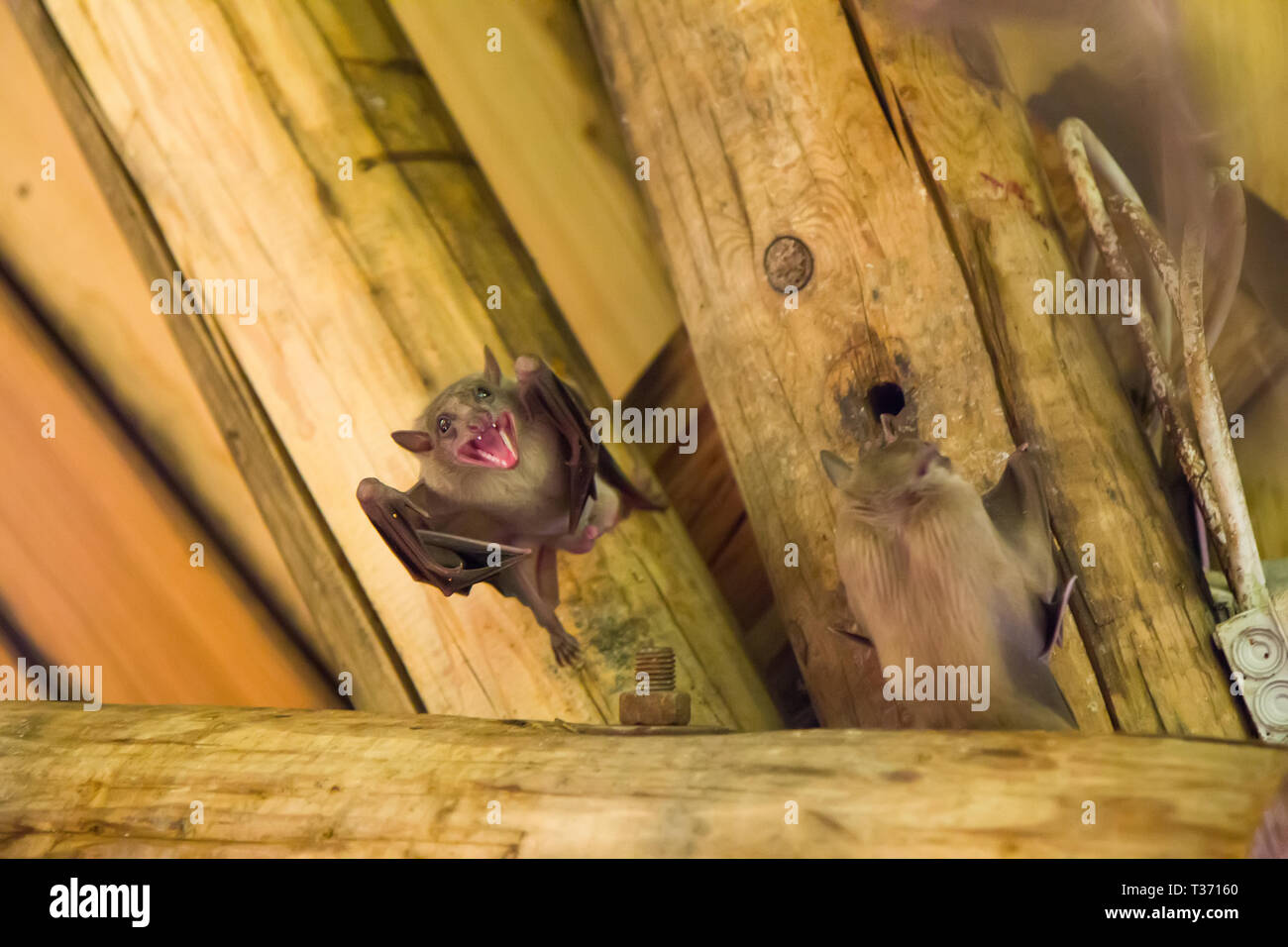 Close up group of small bat, hanging upside down Stock Photo Alamy