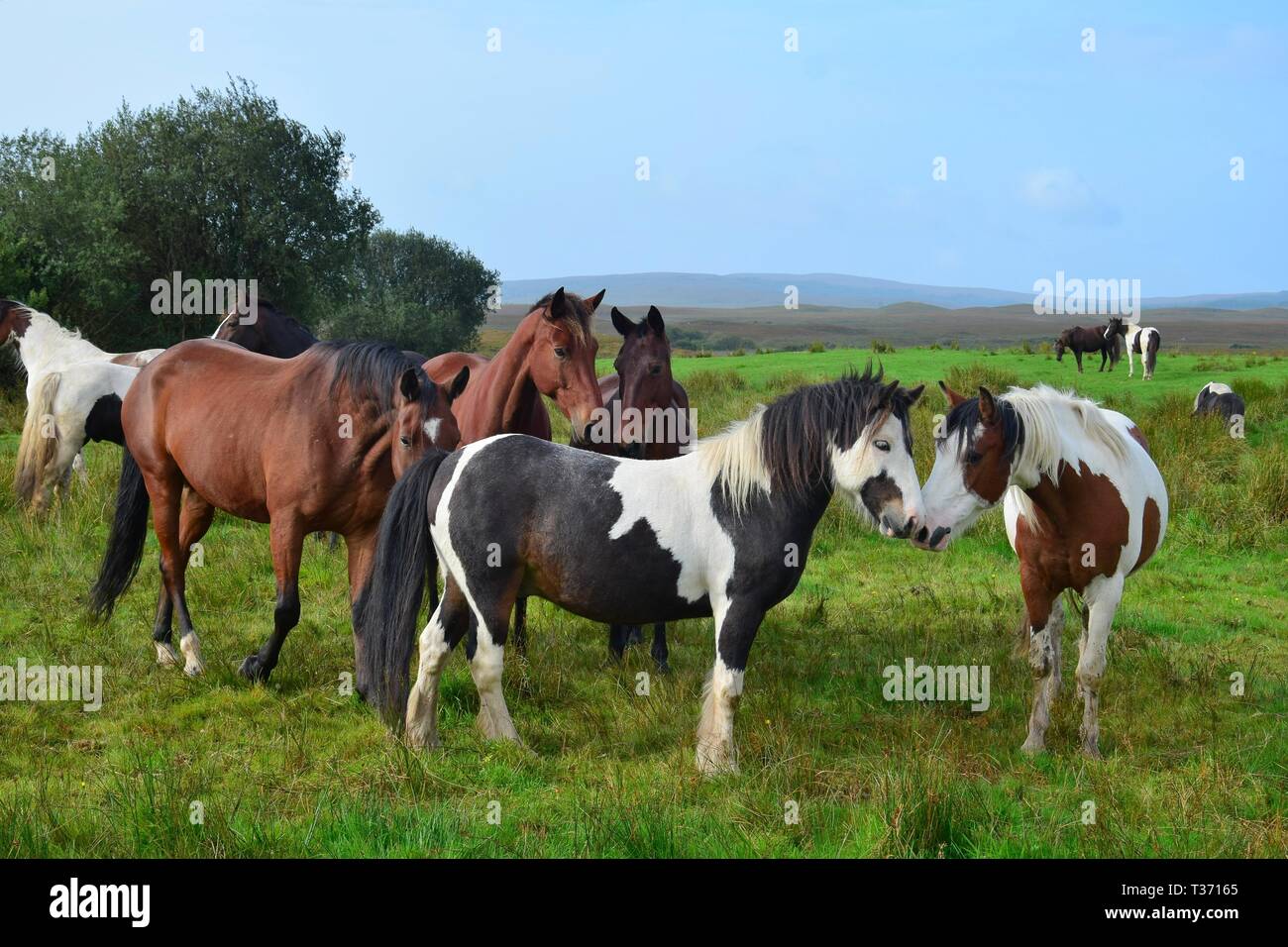 Two ponies sniffing friendly at each other, both pintos. Other horses in the background. Ireland. Stock Photo