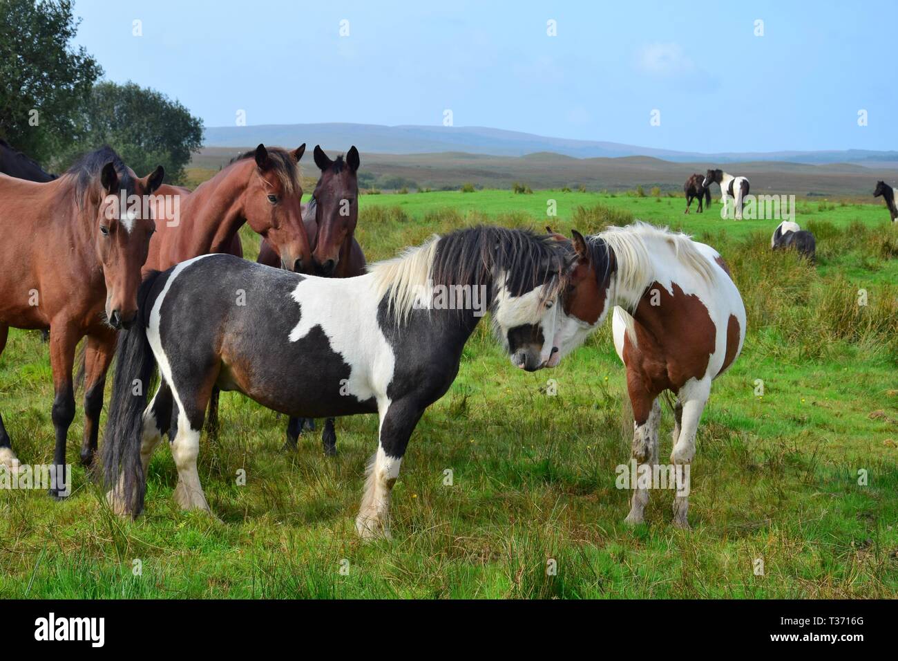 Two ponies sniffing friendly at each other, both pintos. Other horses in the background. Ireland. Stock Photo