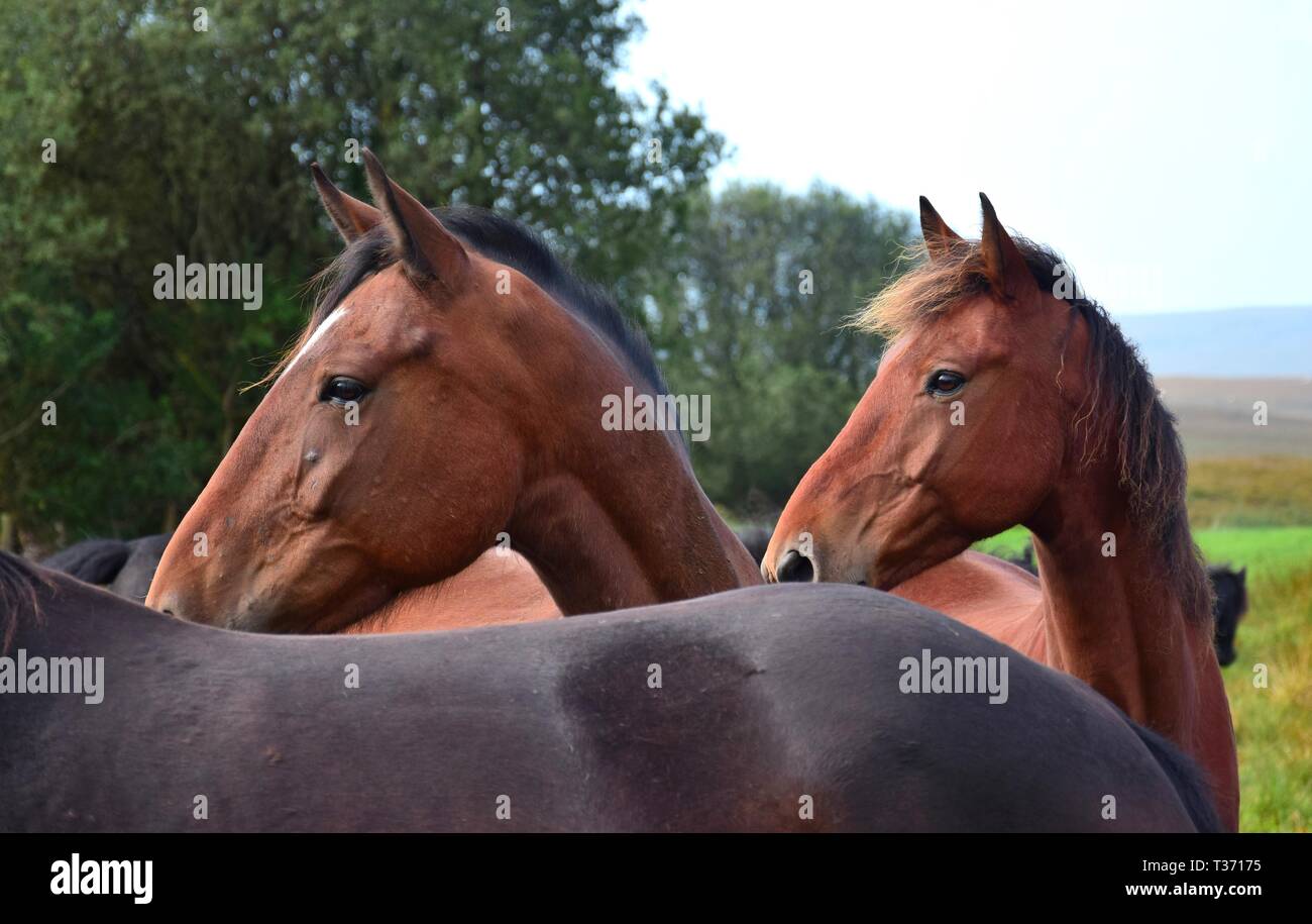 Portrait of two horses, looking over the back of another horse. Ireland. Stock Photo