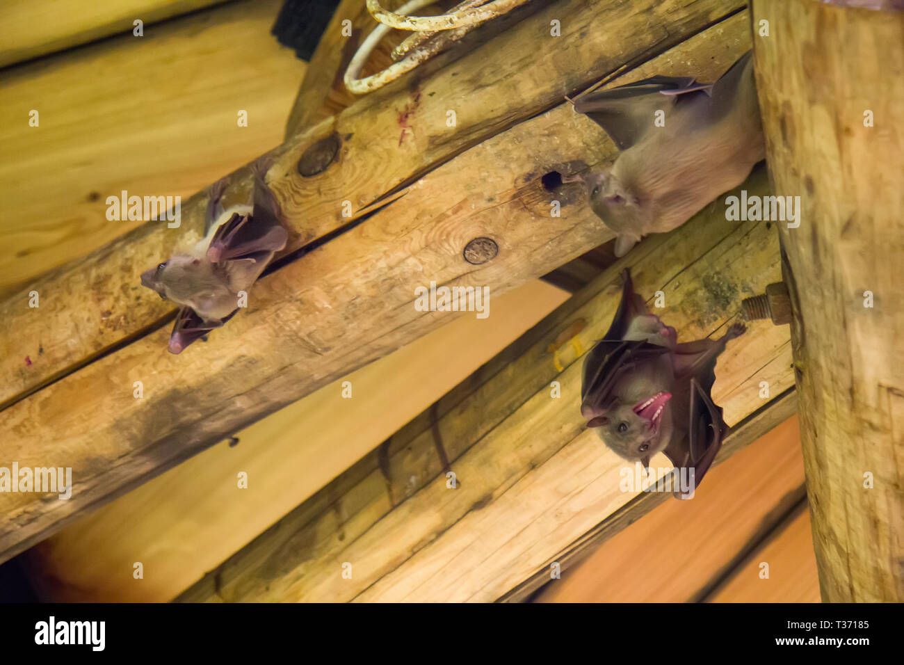 Vampire bat flight hires stock photography and images Alamy