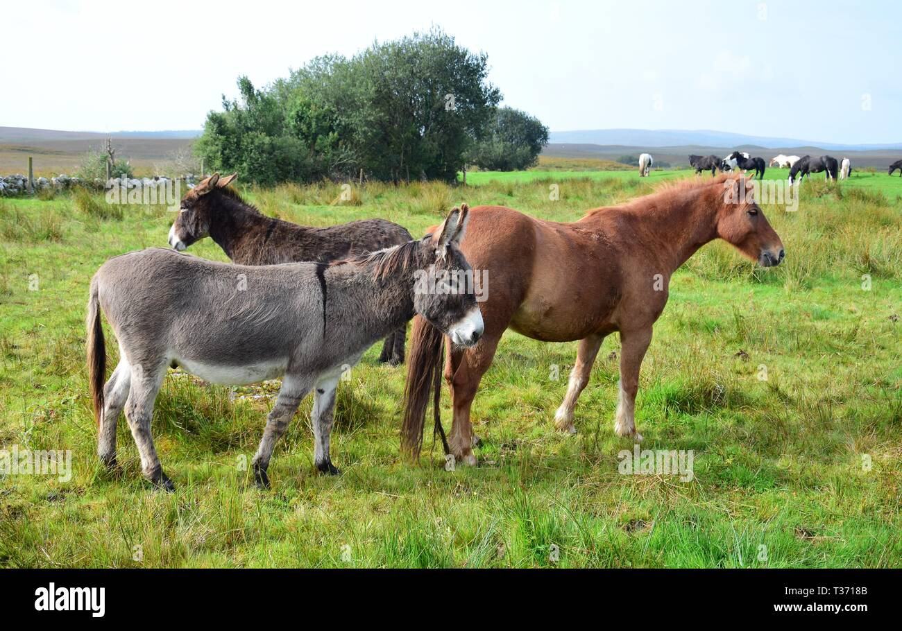 Horses and donkeys together on a meadow in Ireland. In front a grey donkey and a chestnut horse. Stock Photo