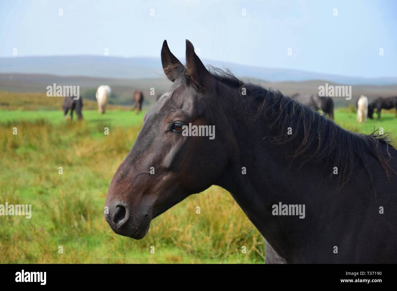 Portrait of a beautiful seal brown horse in Ireland. Other horses and irish landscape in the background. Stock Photo