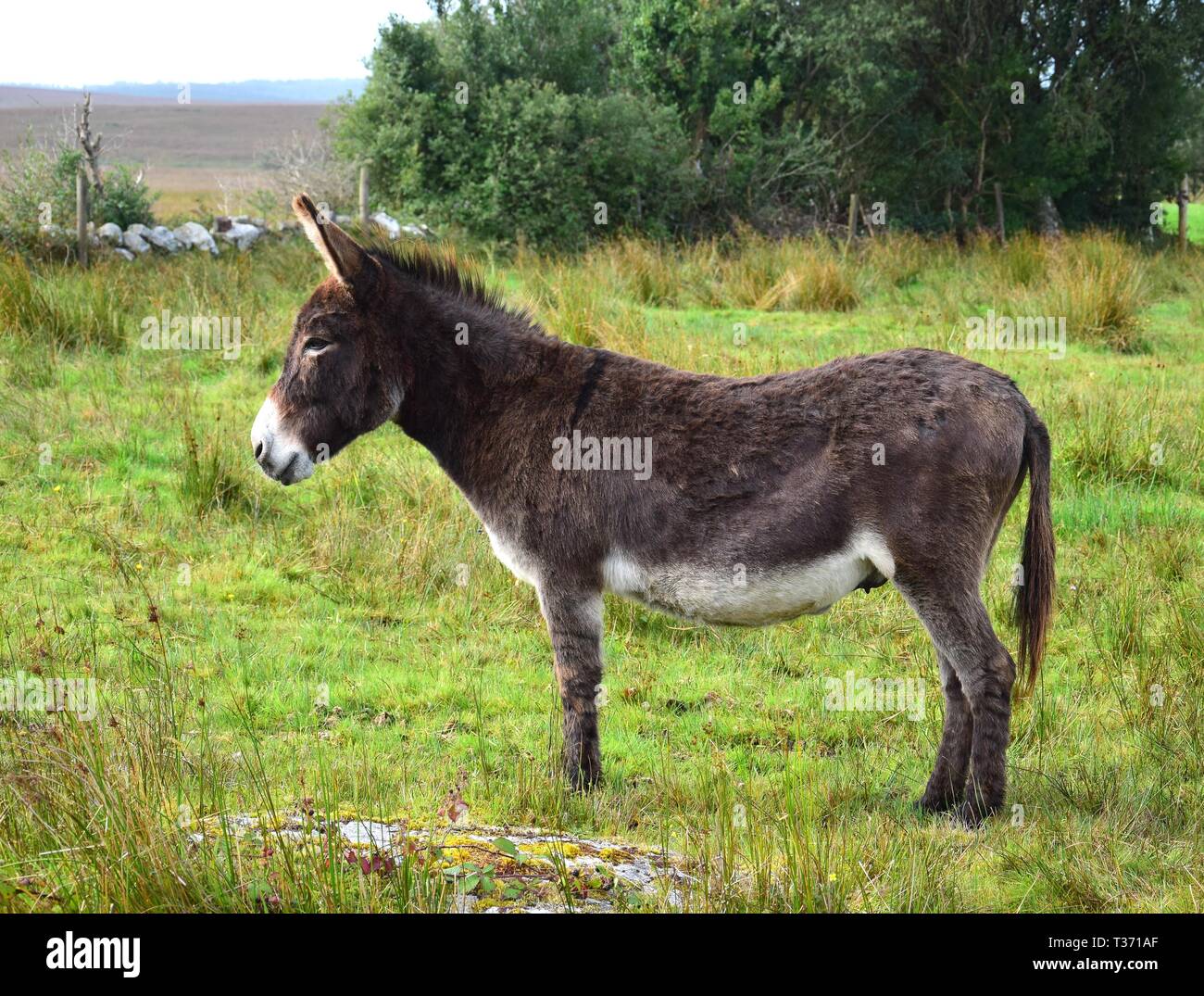 A donkey with zebra stripes on its legs on a meadow in Ireland. Stock Photo