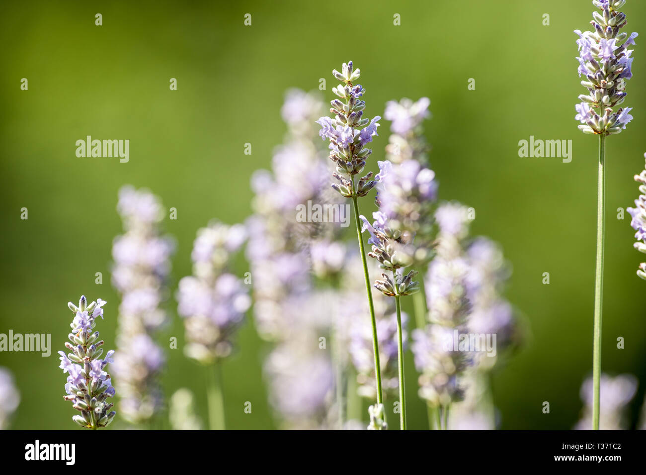 Lavender in bloom Stock Photo Alamy