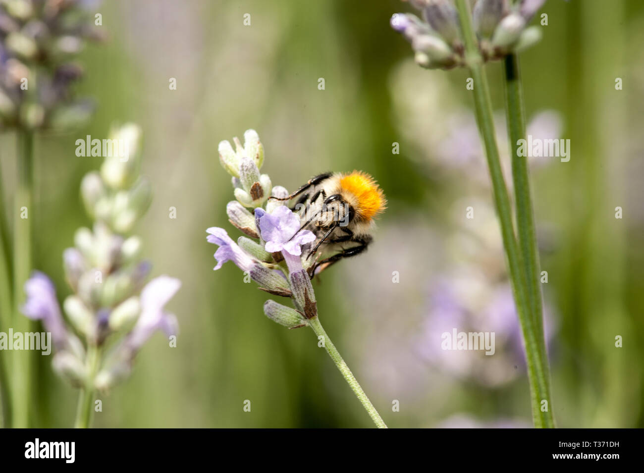 Lavender in bloom Stock Photo Alamy