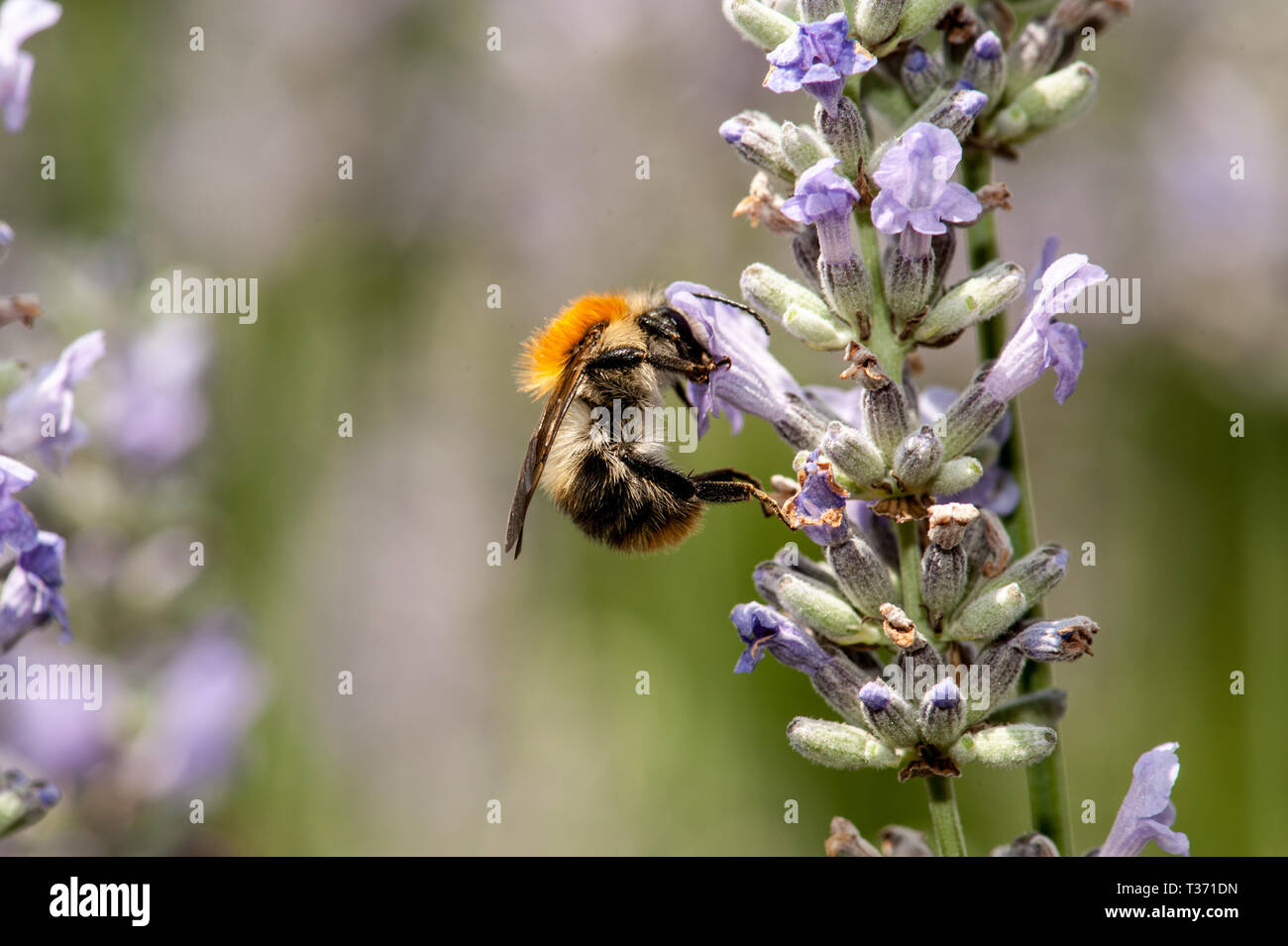 Lavender in bloom Stock Photo Alamy