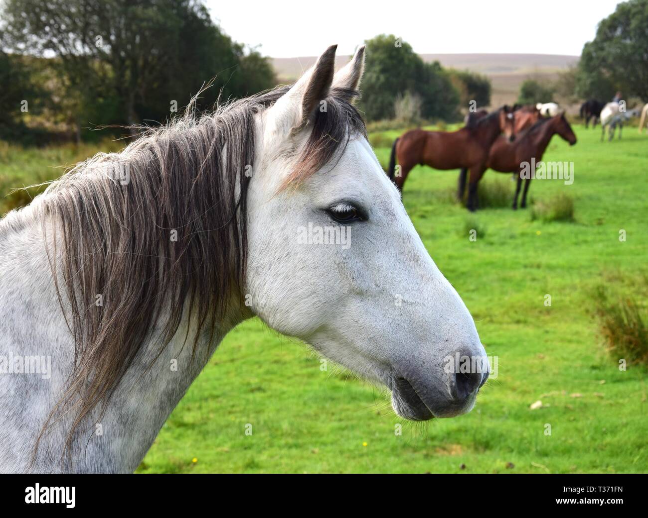 Portrait of a white pony in Ireland. Other horses and landscape in the background. Stock Photo