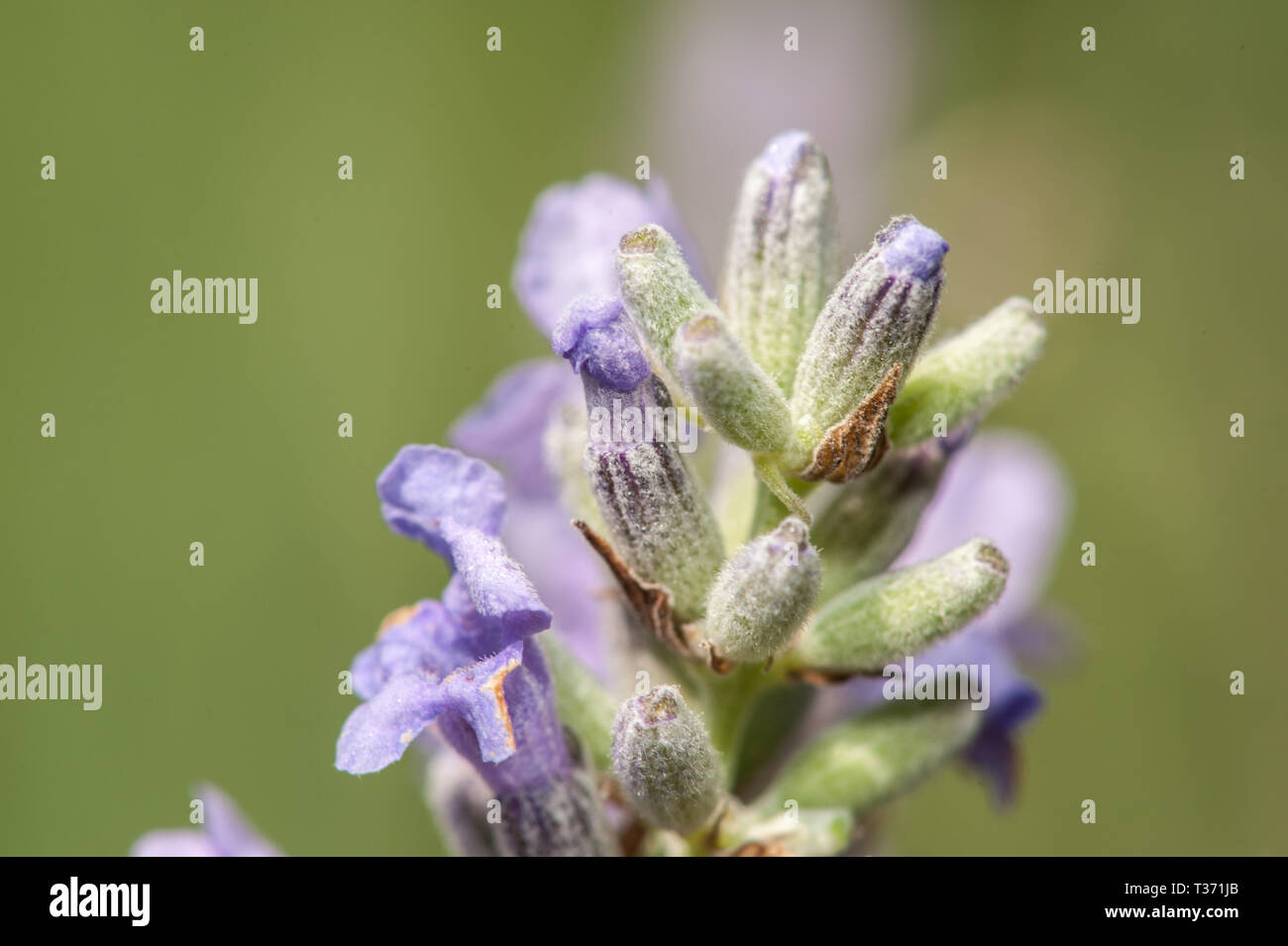Lavender in bloom Stock Photo