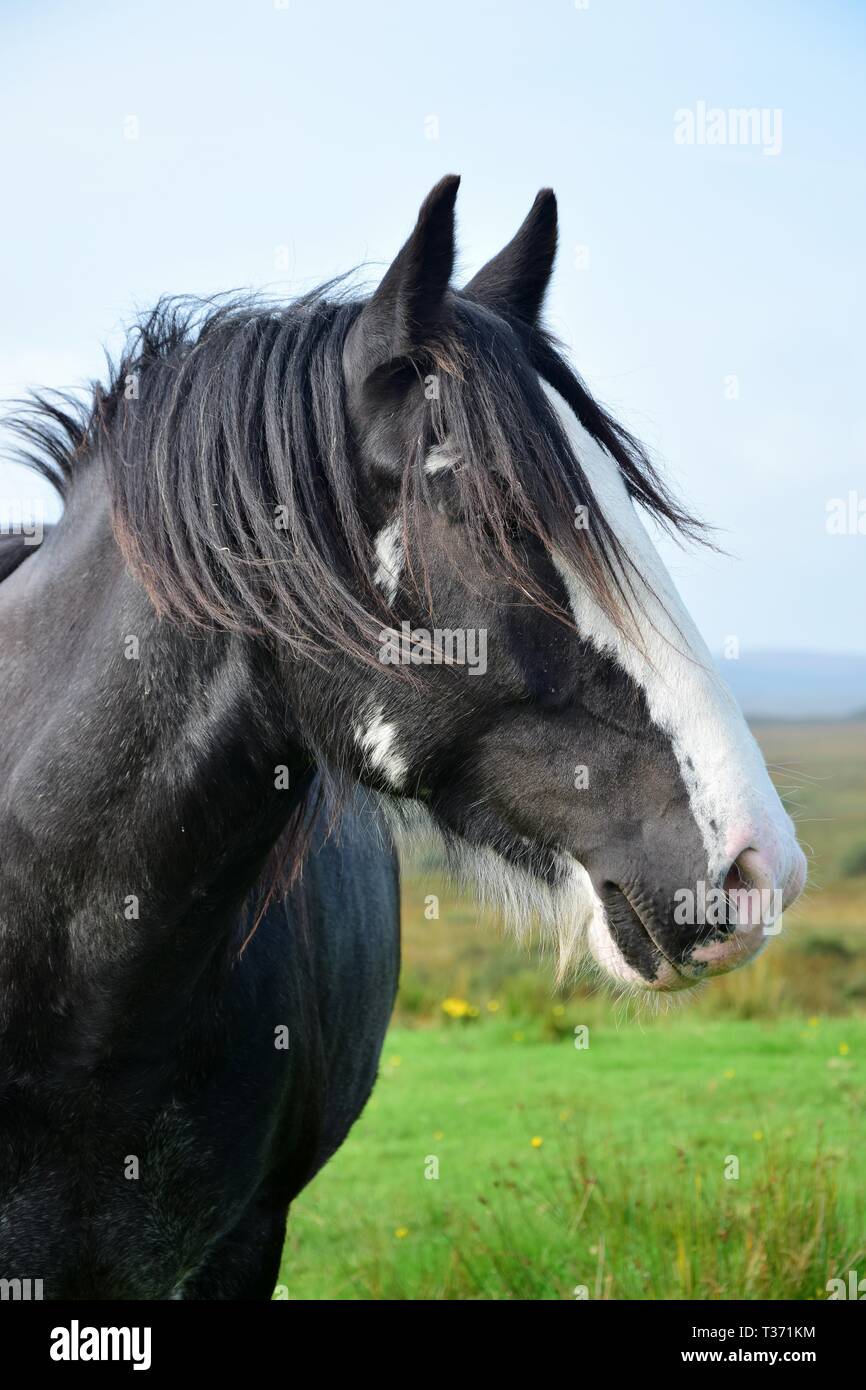 Portrait of a beautiful black horse in Ireland. Landscape in the background. Stock Photo