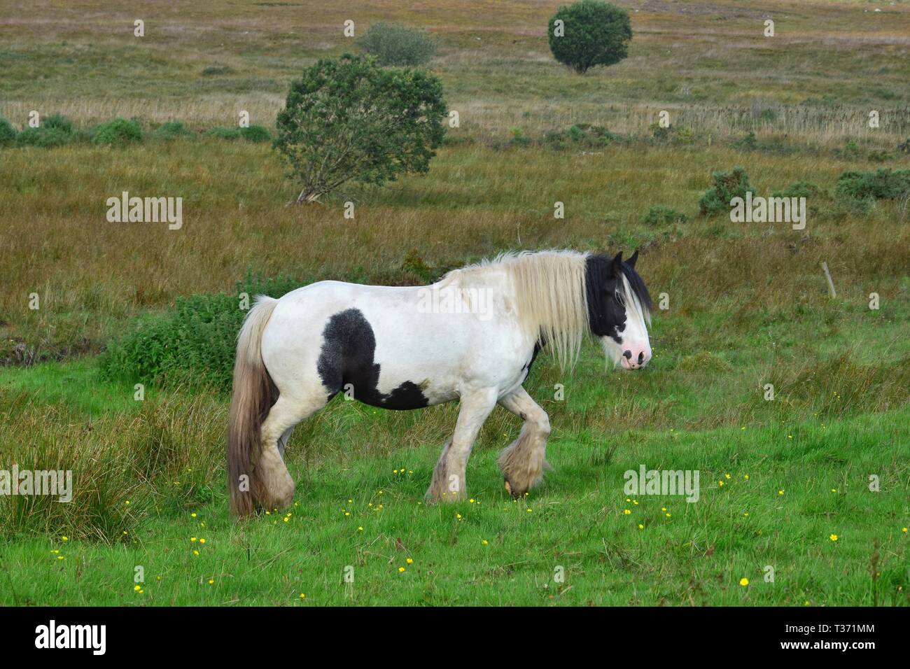 Beautiful piebald horse in Ireland. The horse has a long mane and feathering. It's walking. Landscape in the background. Stock Photo