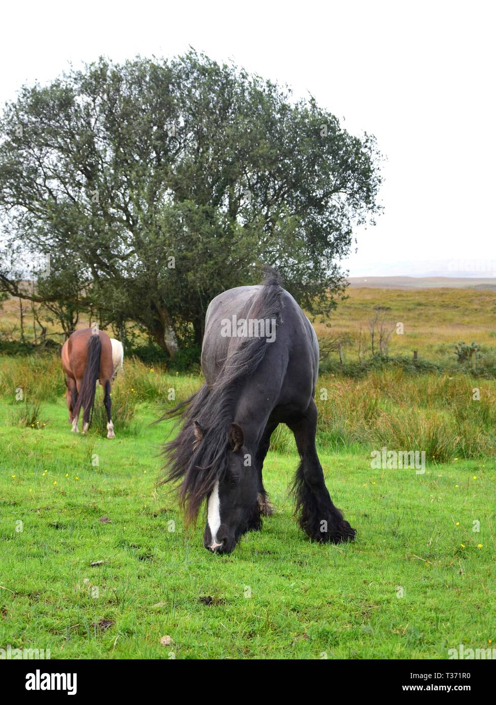 Beautiful grazing black horse with a long mane and long feathering. Another horse and a tree in the background. Stock Photo
