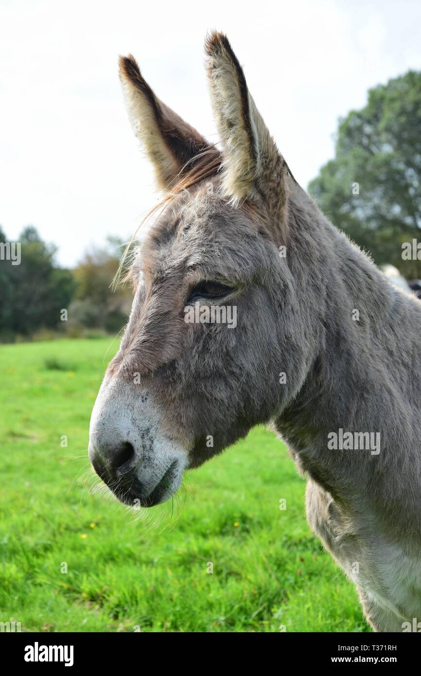 Portrait of a cute grey donkey on a meadow in Ireland. Stock Photo