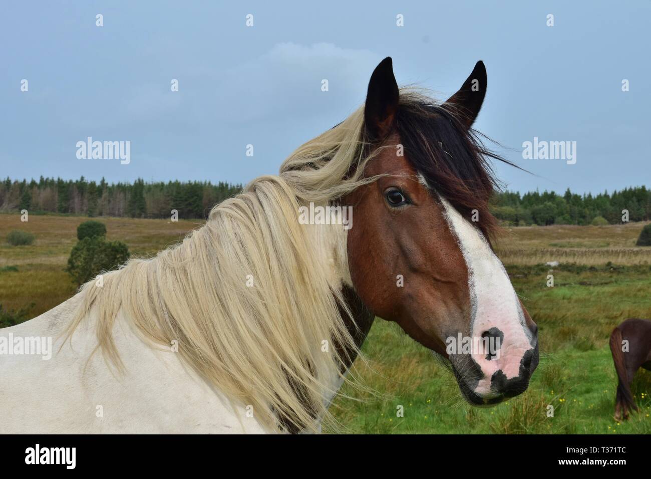 Portrait of a beautiful pinto horse in Ireland. Landscape in the background. Stock Photo
