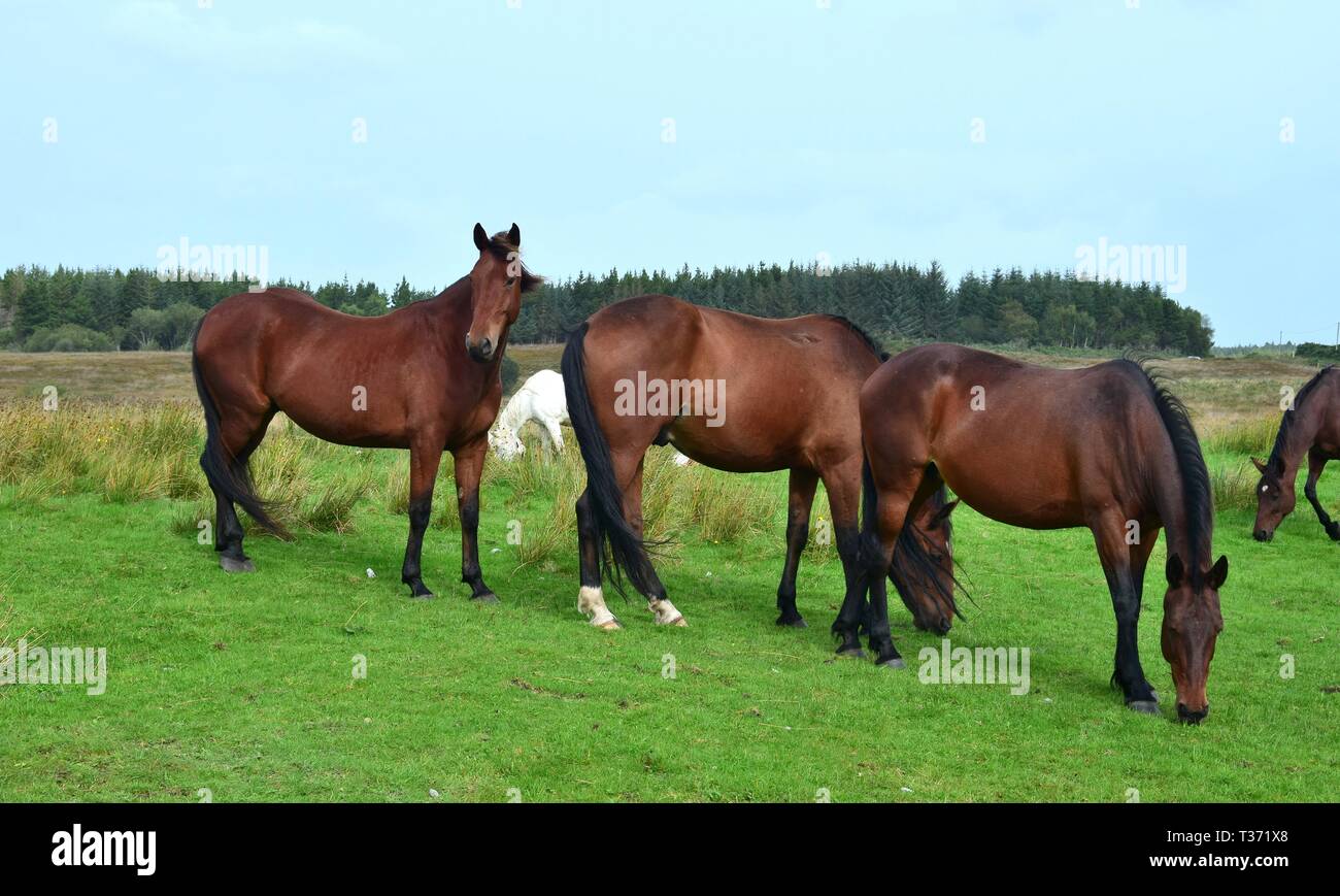 A group of bay horses on a meadow in Ireland. One is looking, two are grazing. Irish landscape in the background. Stock Photo
