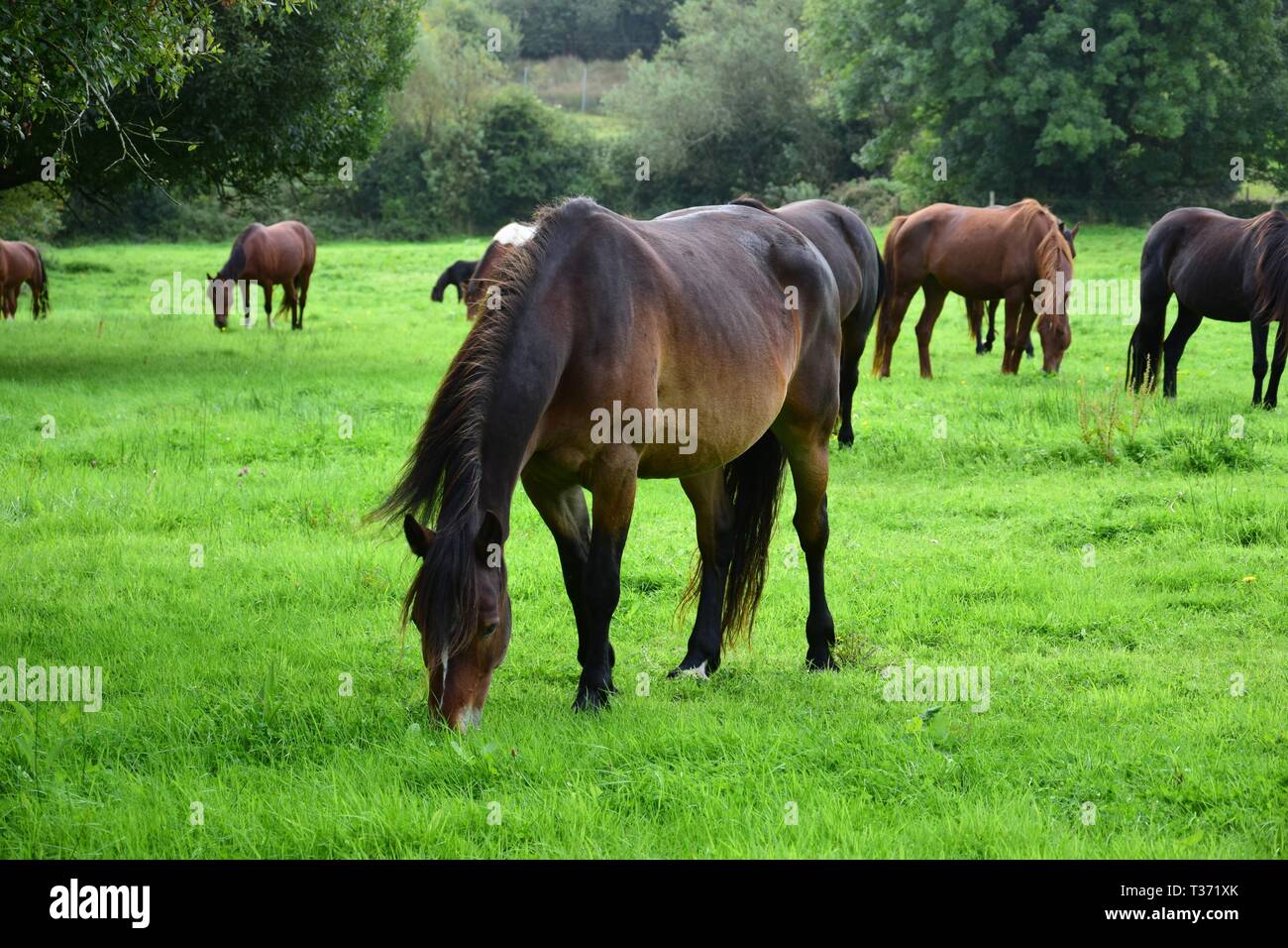 A herd of grazing horses in Ireland, with one bay horse in front. Landscape in the background. Stock Photo