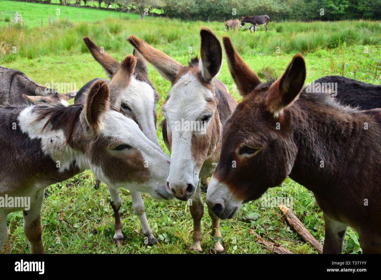 A group of donkeys of different colors sticking their heads together on a meadow in Ireland. Stock Photo