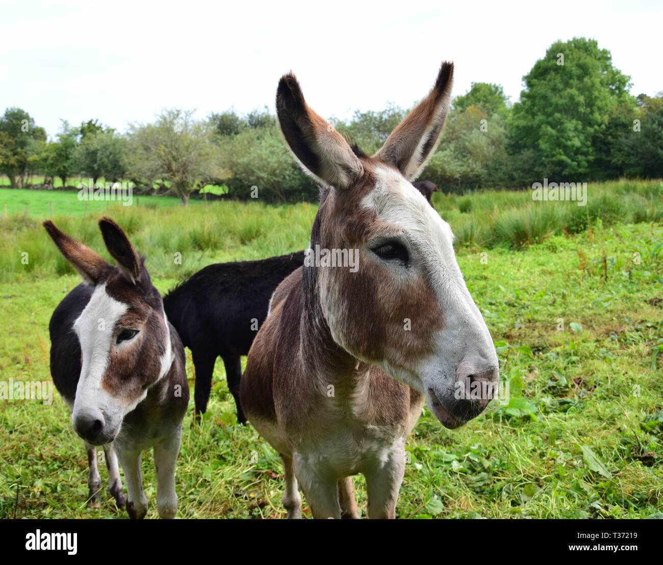 Portrait of a donkey, with other donkeys in the background. Ireland. Stock Photo