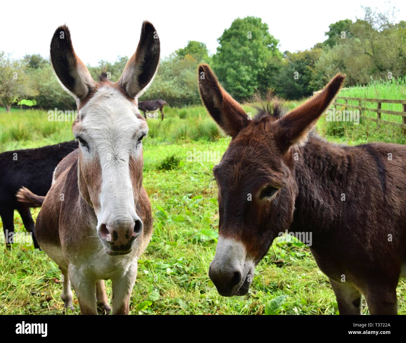 Portrait of two cute donkeys on a meadow in Ireland. Stock Photo