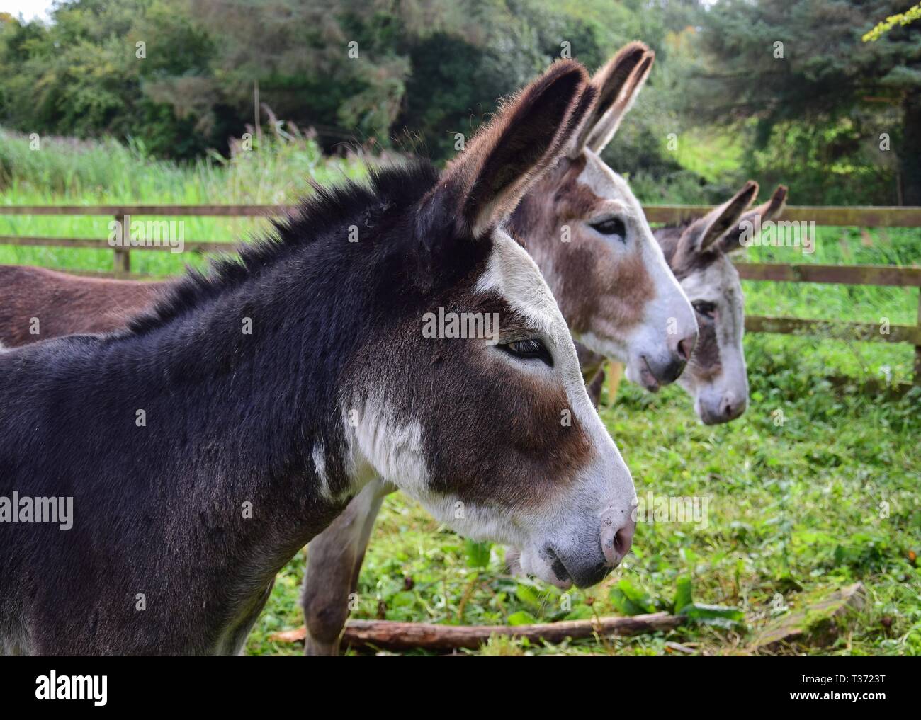 Portrait of three donkeys behind one another. Ireland. Stock Photo