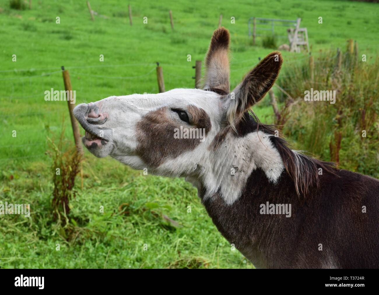 A cute flehming donkey on a meadow in Ireland. Stock Photo