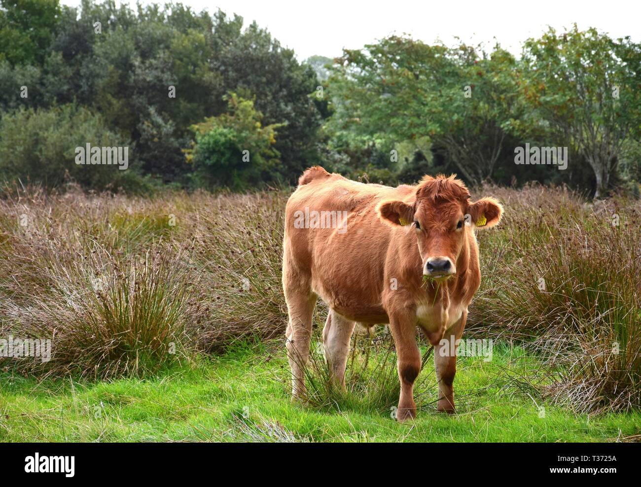 A brown cattle on a meadow in Ireland. Stock Photo