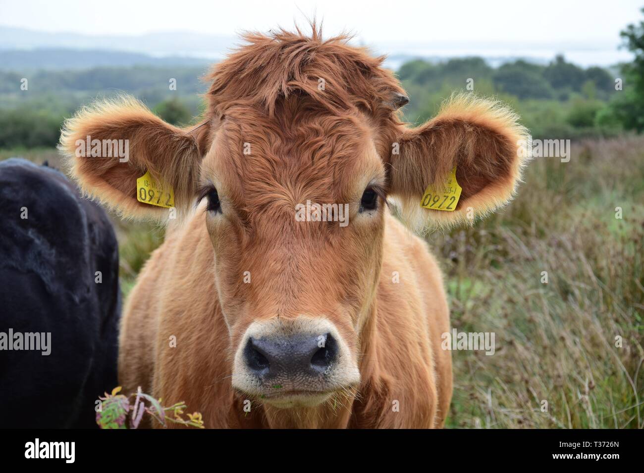 Portrait of a brown cattle on a meadow in Ireland. Landscape in the background. Stock Photo