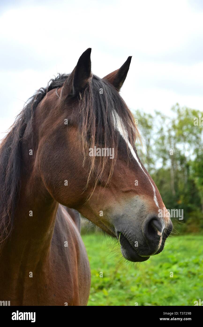 Portrait of a beautiful bay horse in Ireland. Landscape in the background. Stock Photo