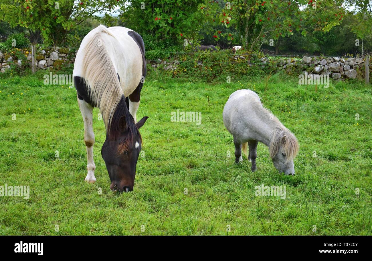 A small Shetland-pony and a big pinto horse grazing side by side on a meadow in Ireland. Stock Photo