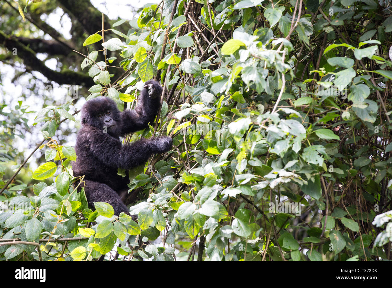 Gorilla hanging in tree hires stock photography and images Alamy