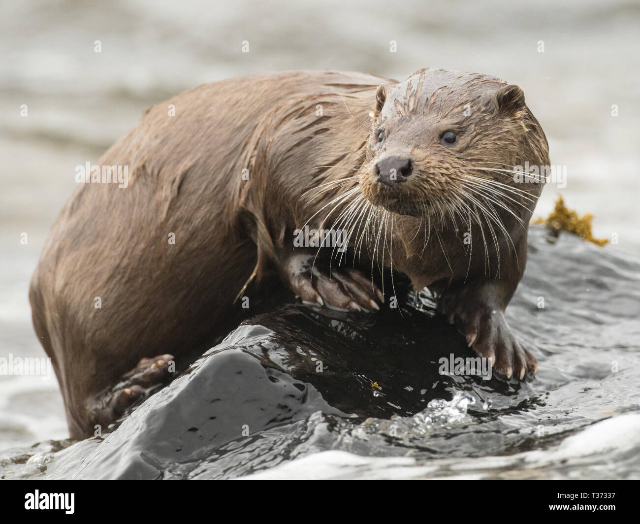 European otter on a rock, Isle of Mull Stock Photo