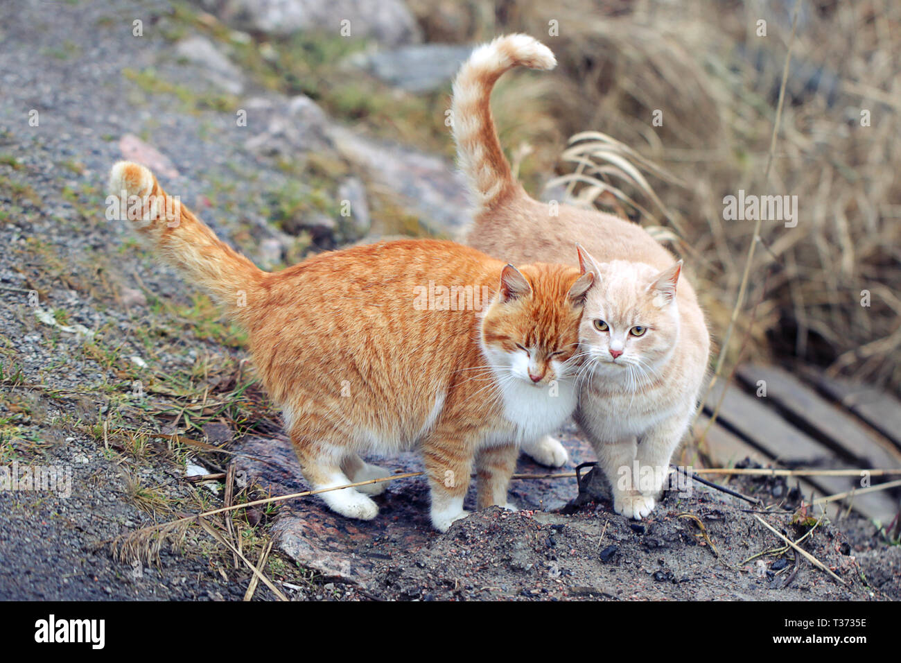 Two cats in a very relationship. Two domestic cats together Stock Photo -  Alamy