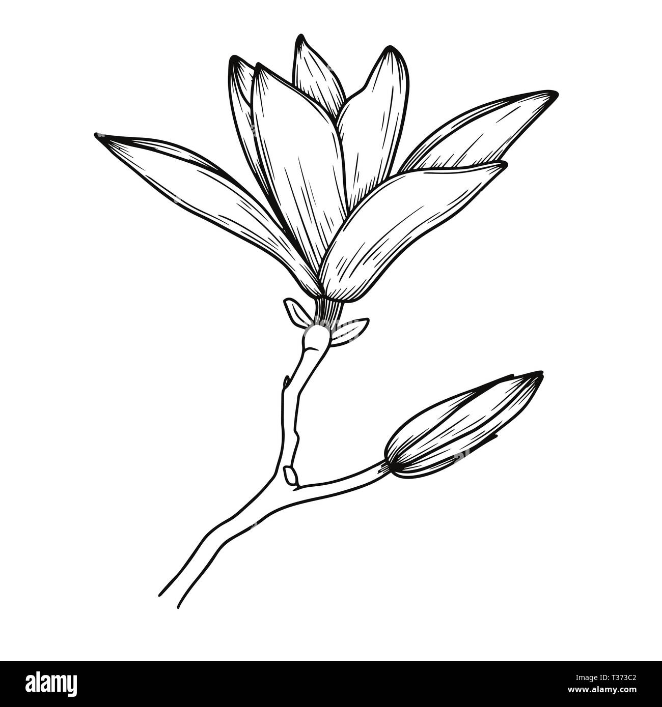 Magnolia flowers. Realistic sketch of a blooming flower. Vector illustration in sketch style. Stock Vector