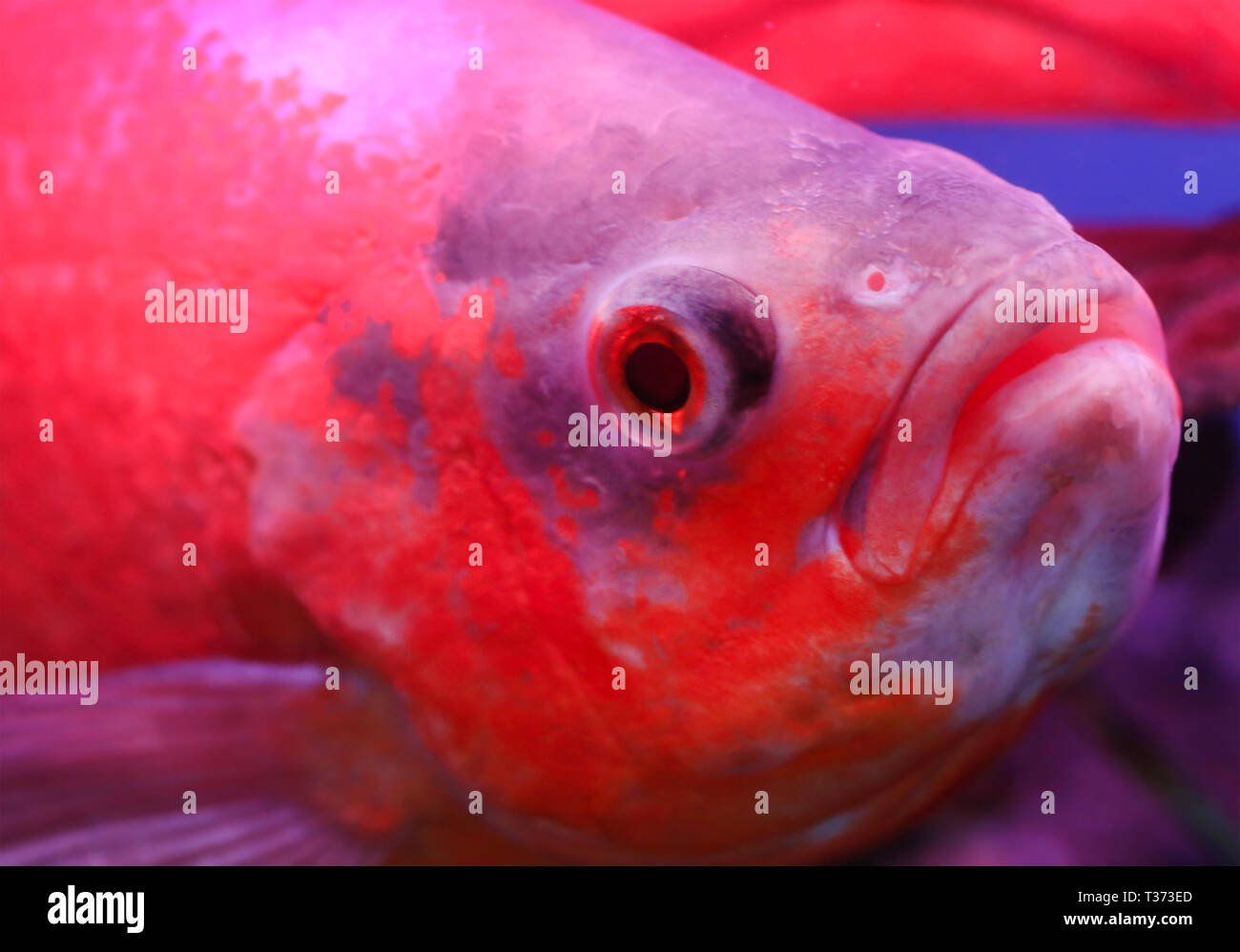 Oscar fish closeup in an aquarium Stock Photo