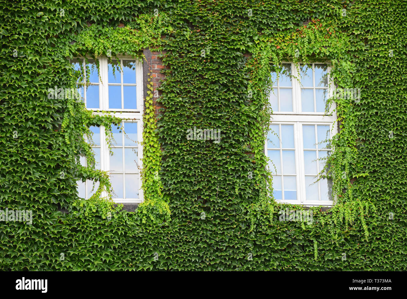 Windows of old mansion house on brick wall mantled with ivy, summer day Stock Photo