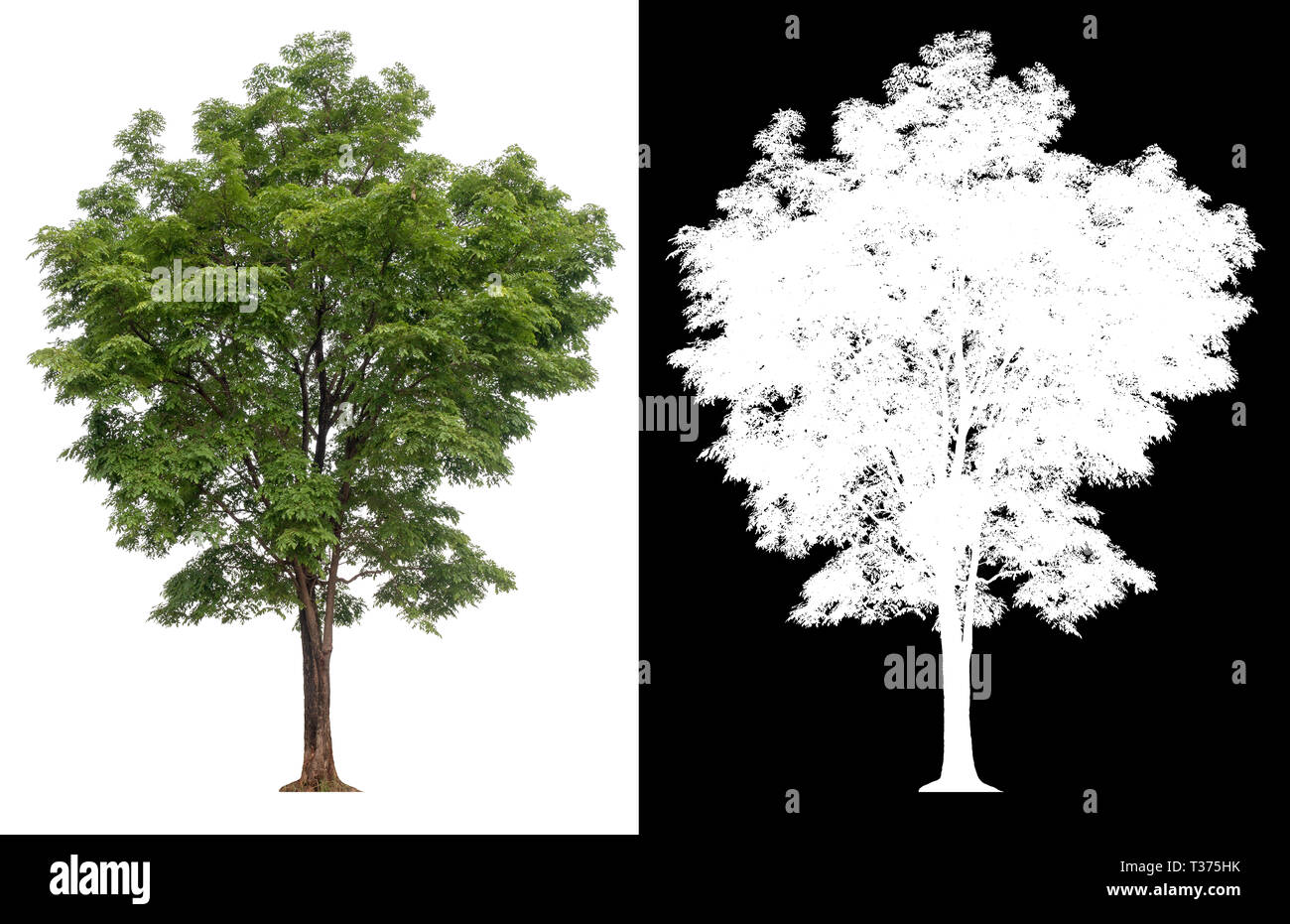 isolated tree on white background with alpha channel Stock Photo - Alamy