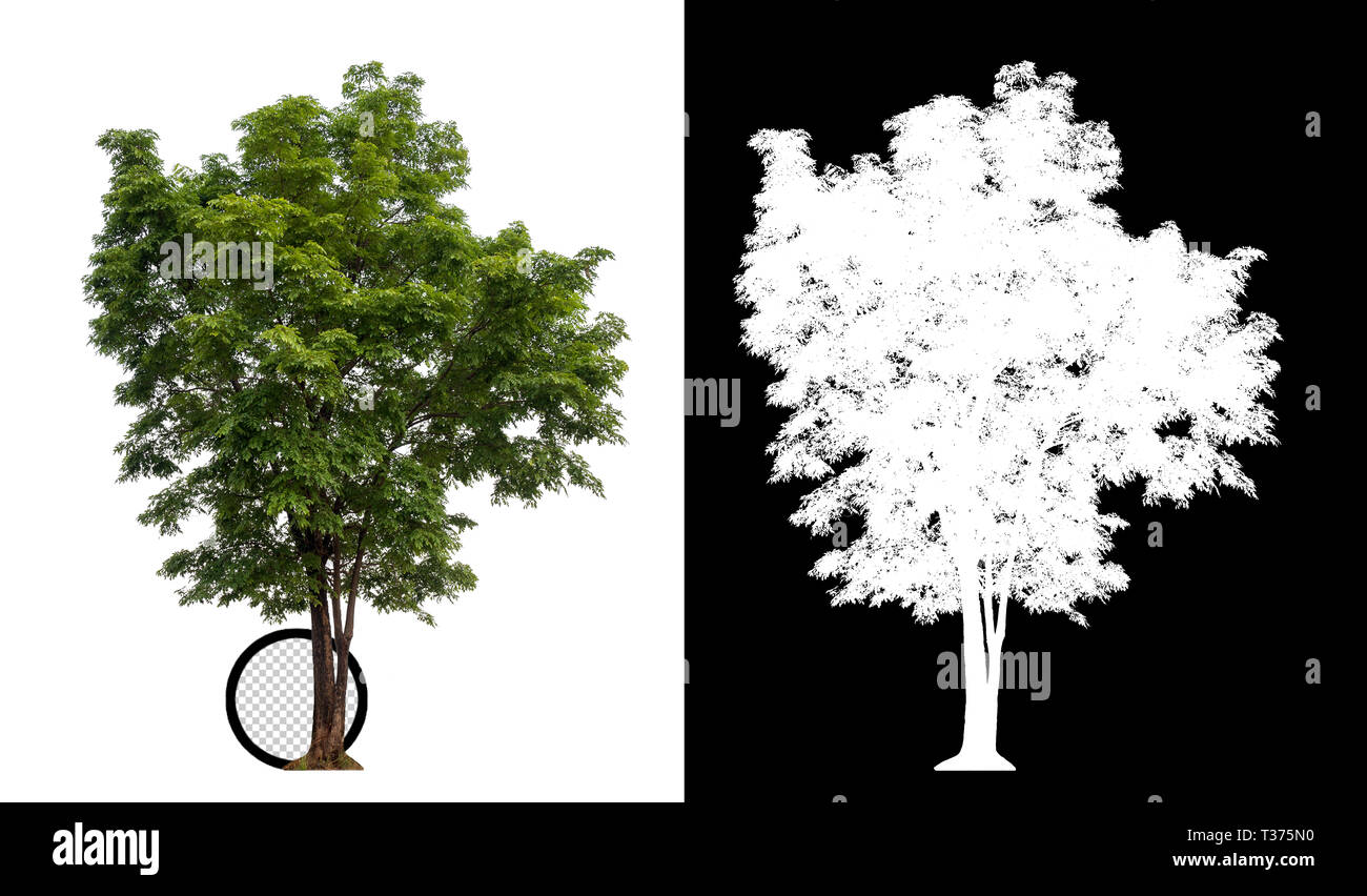Tree With Alpha isolated tree on white background with alpha channel and clipping path ...