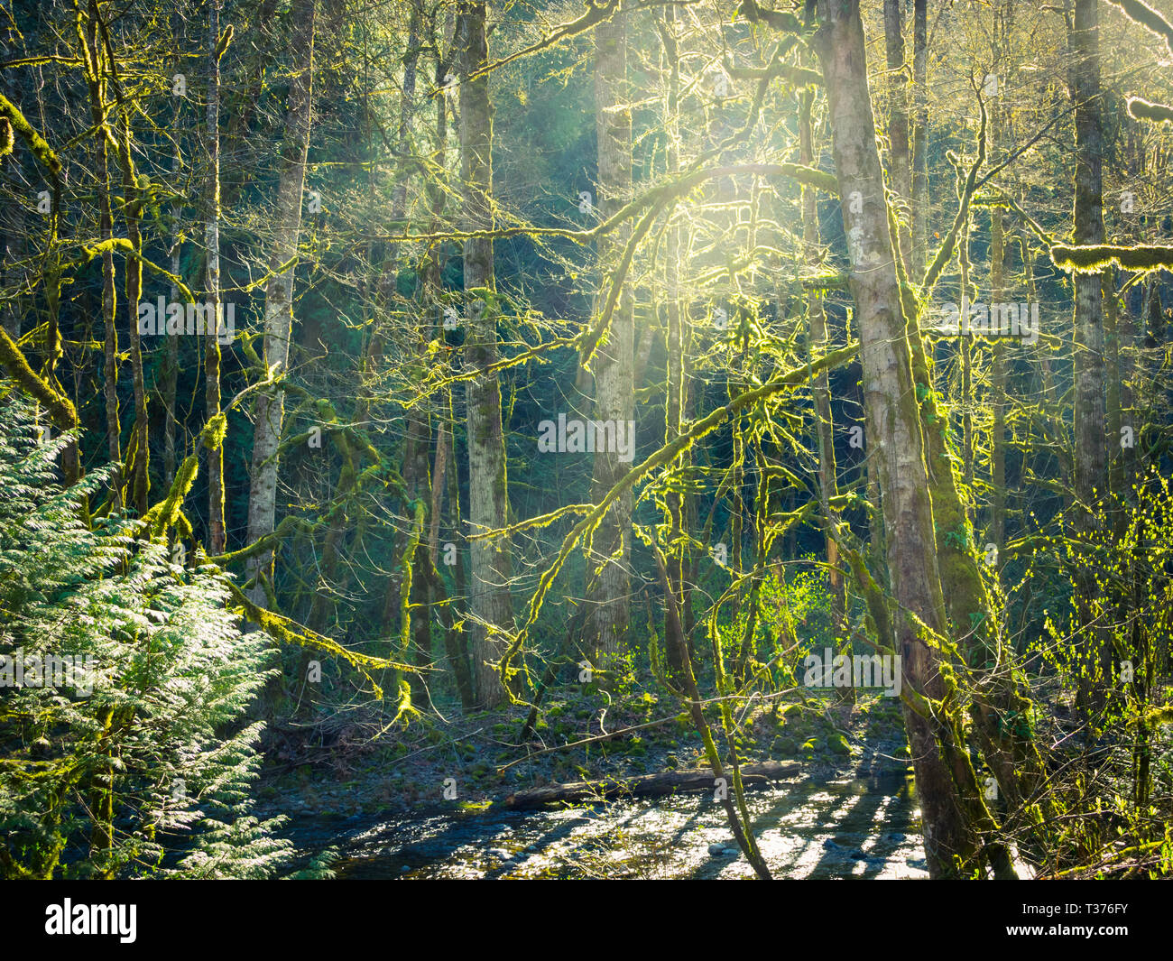 Sunshine filtered through the temperate rainforest in Goldstream Provincial Park in Langford, Vancouver Island, British Columbia, Canada. Stock Photo