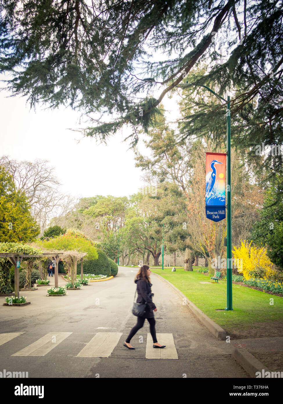 A pretty brunette girl crosses a crosswalk in Beacon Hill Park in Victoria, British Columbia, Canada. Stock Photo