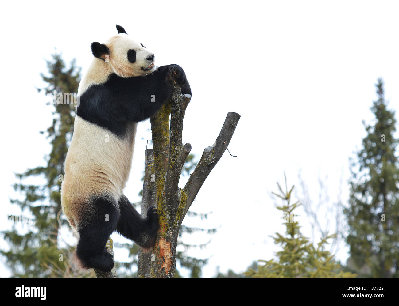 Acrobat panda bear hires stock photography and images Alamy(01)